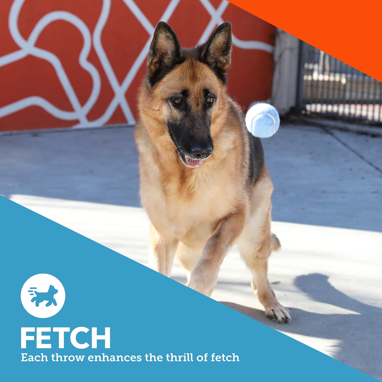 3 Pack Fetch Balls Dog Toy